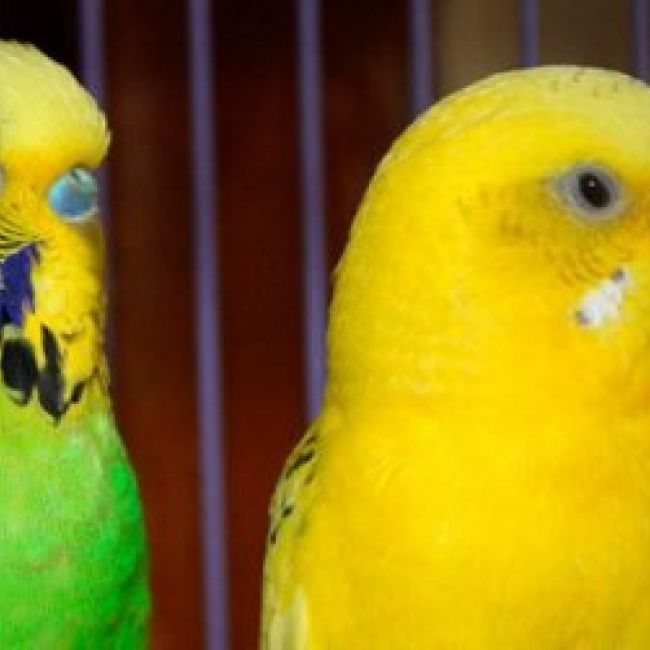 Servicios veterinarios a domicilio en Madrid