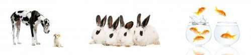 veterinario a domicilio en madrid
