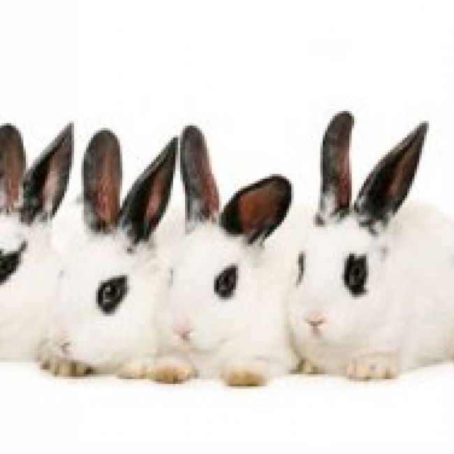 veterinario a domicilio en madrid