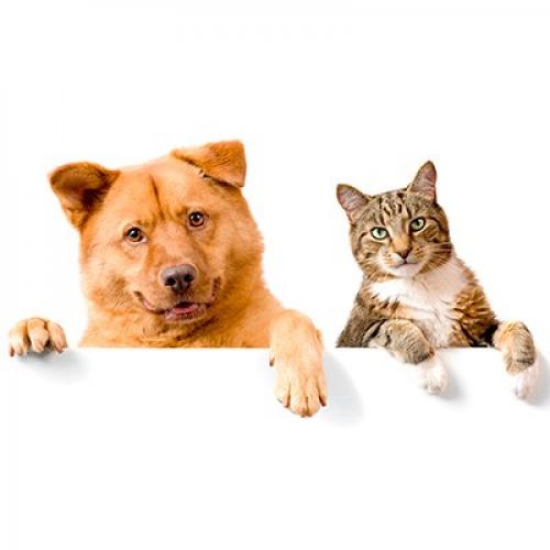 residencia felina madrid