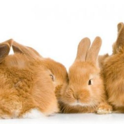 Precios del servicio veterinario a domicilio en Madrid