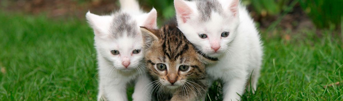 ¿Qué es la cistitis idiopática felina?