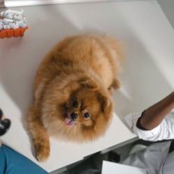 Consejos de tu veterinario online