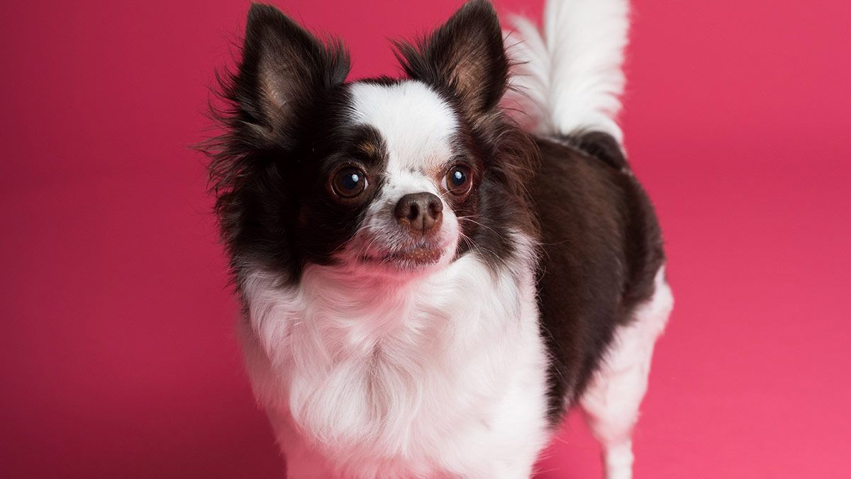 Nuestros veterinarios especialistas asociados