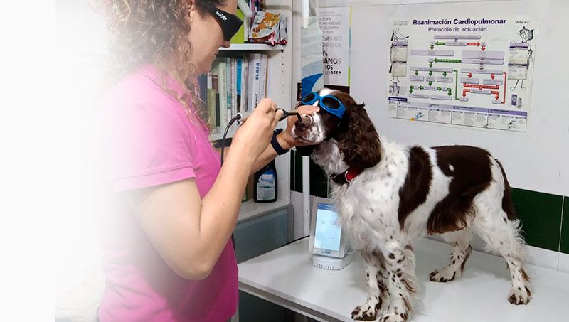 Los mejores cuidados para tu mascota