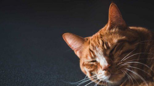 ¿Es segura la anestesia en mi mascota?