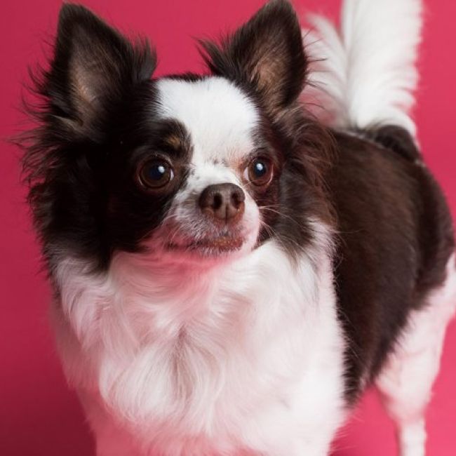 Nuestros veterinarios especialistas asociados