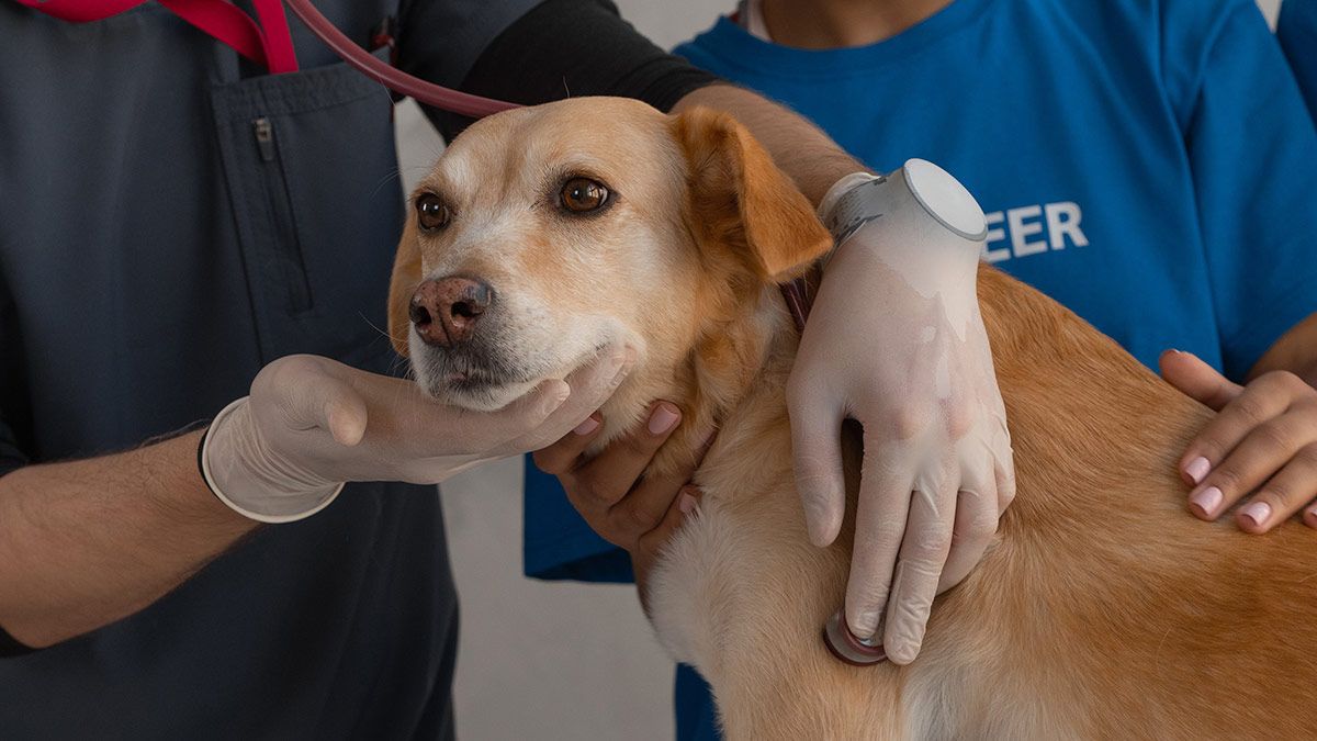 Servicios Veterinarios MonteOliva: tu veterinario a domicilio