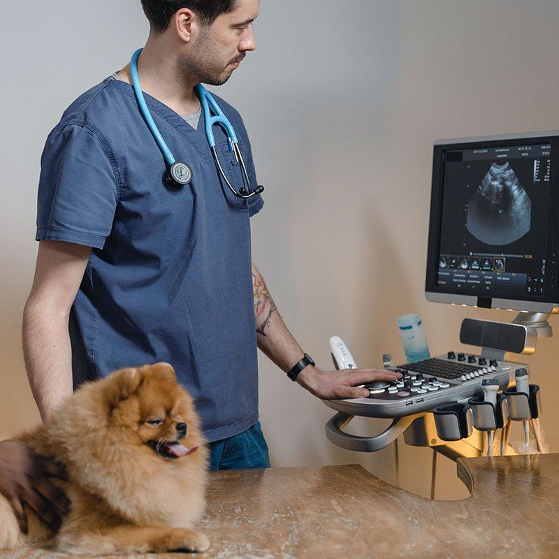 Ecografía veterinaria