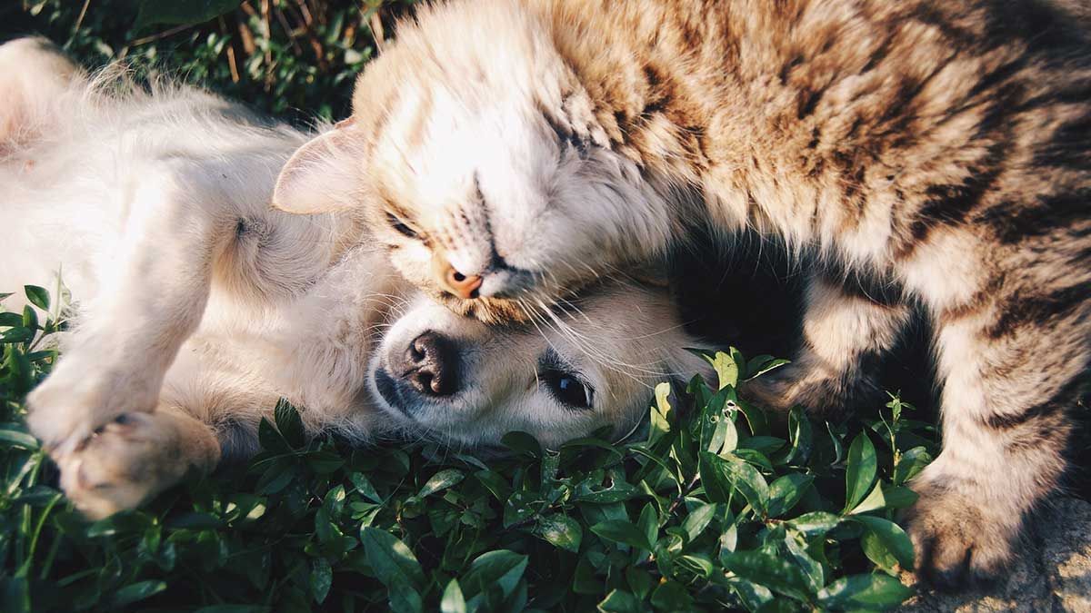 Residencia canina y felina en Madrid