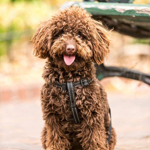 Identificación de mascotas