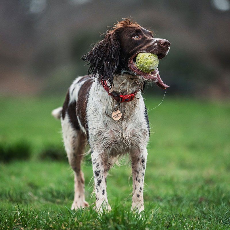 Vacunaciones y desparasitaciones
