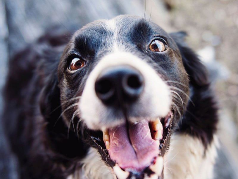 terapia laser iv generacion animales paracuellos