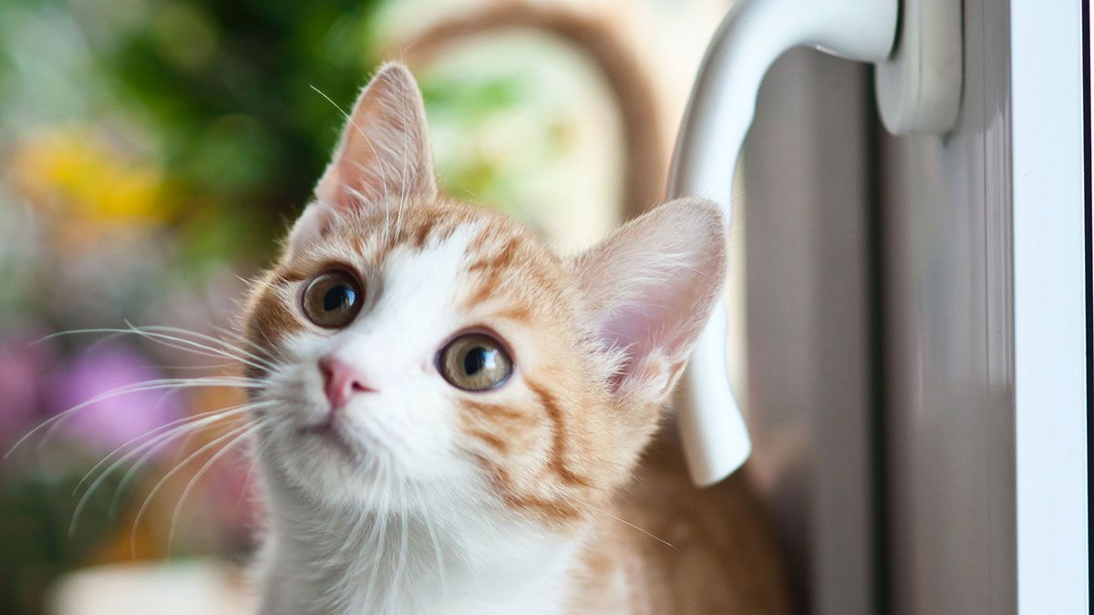 Clínicas veterinarias asociadas