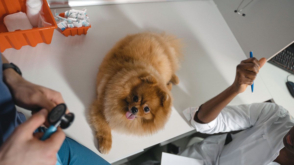 Consejos de tu veterinario online