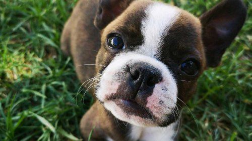 3 cosas que nunca debes hacer con tu perro