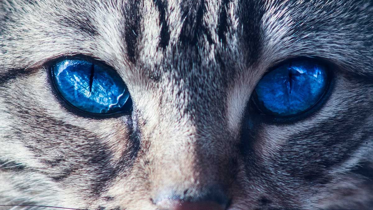 Servicios veterinarios