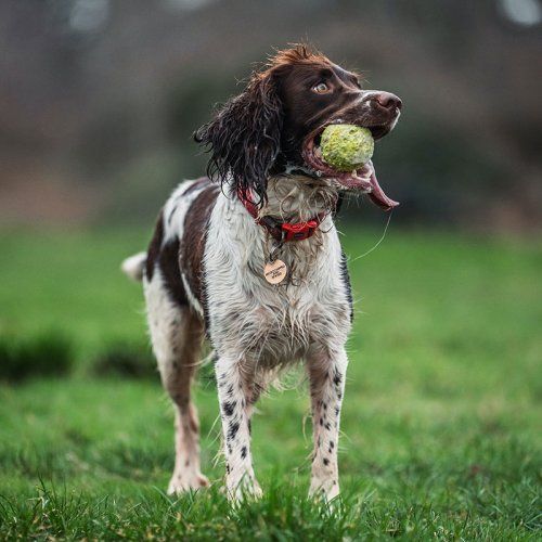 Vacunaciones y desparasitaciones