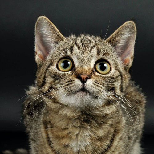 Consulta veterinaria a domicilio