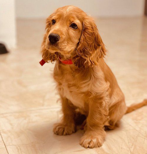 Cuidados postoperatorios para mascotas