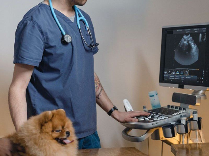 ecografia veterinaria paracuellos