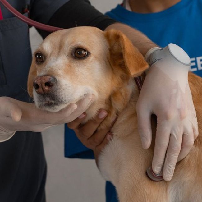 Servicios Veterinarios MonteOliva: tu veterinario a domicilio