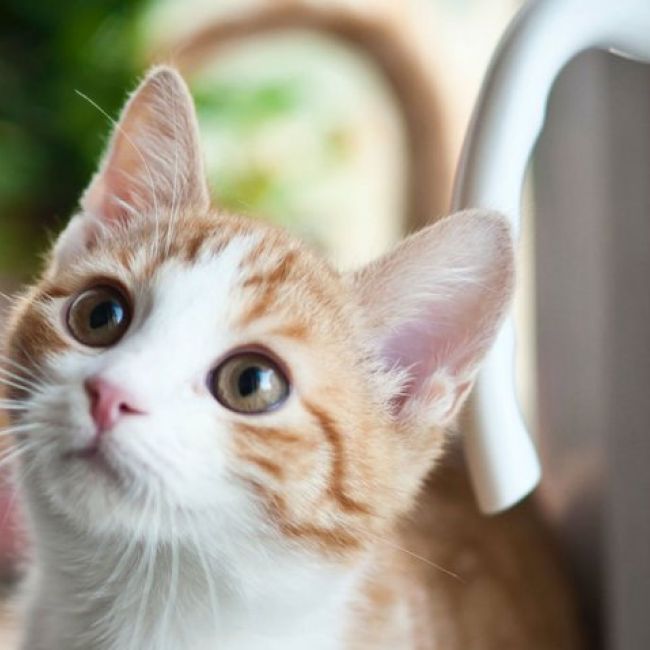 Clínicas veterinarias asociadas