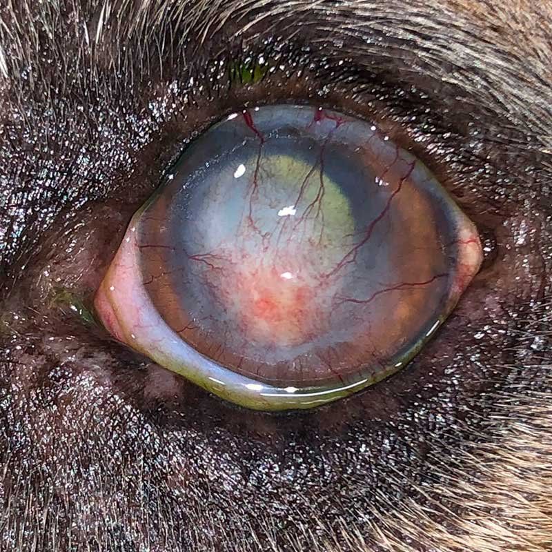 Traumatología, oftalmología y especialidades