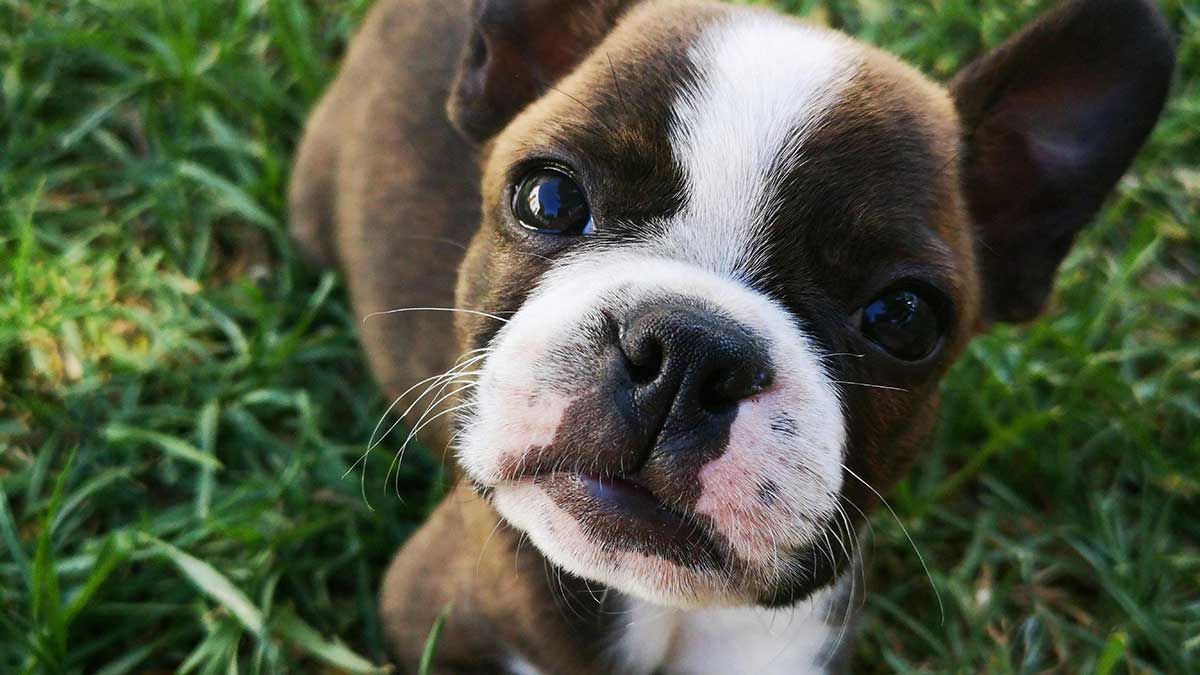 3 cosas que nunca debes hacer con tu perro