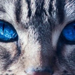 Servicios veterinarios