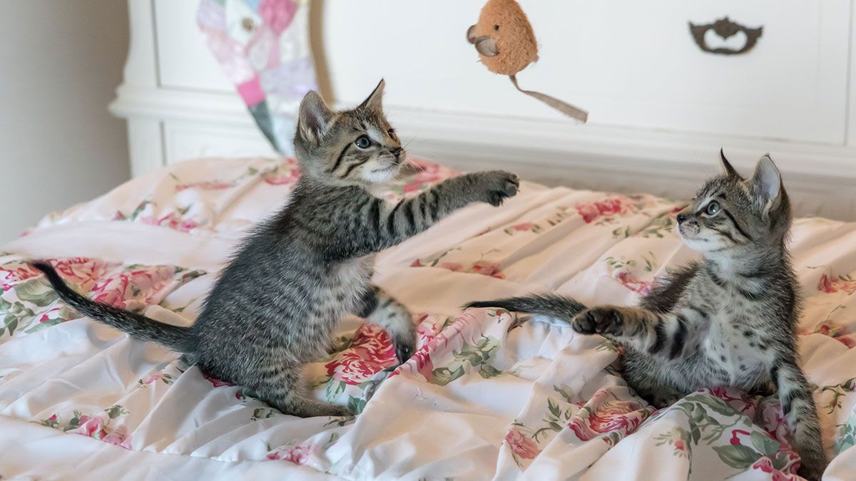 ¿Qué es la cistitis idiopática felina?