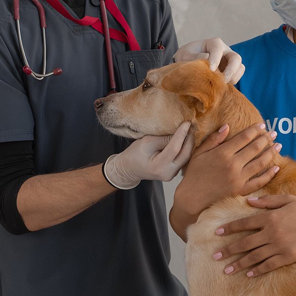 Servicio veterinario a domicilio