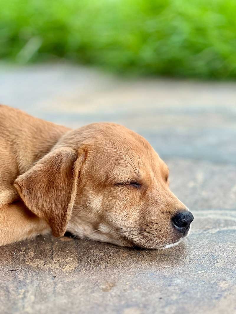 sedar a mi mascota